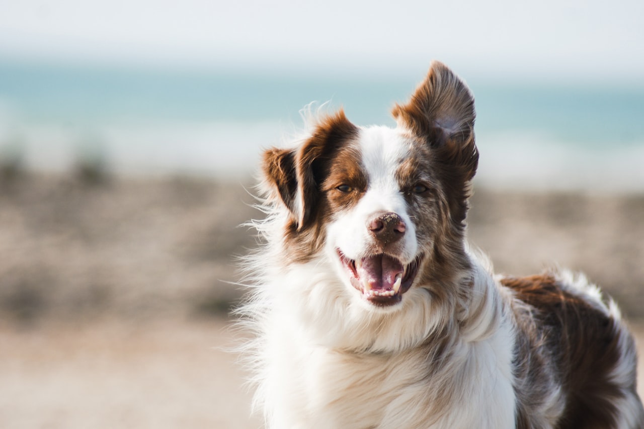 Flea & Tick Control service in El Cajon, CA