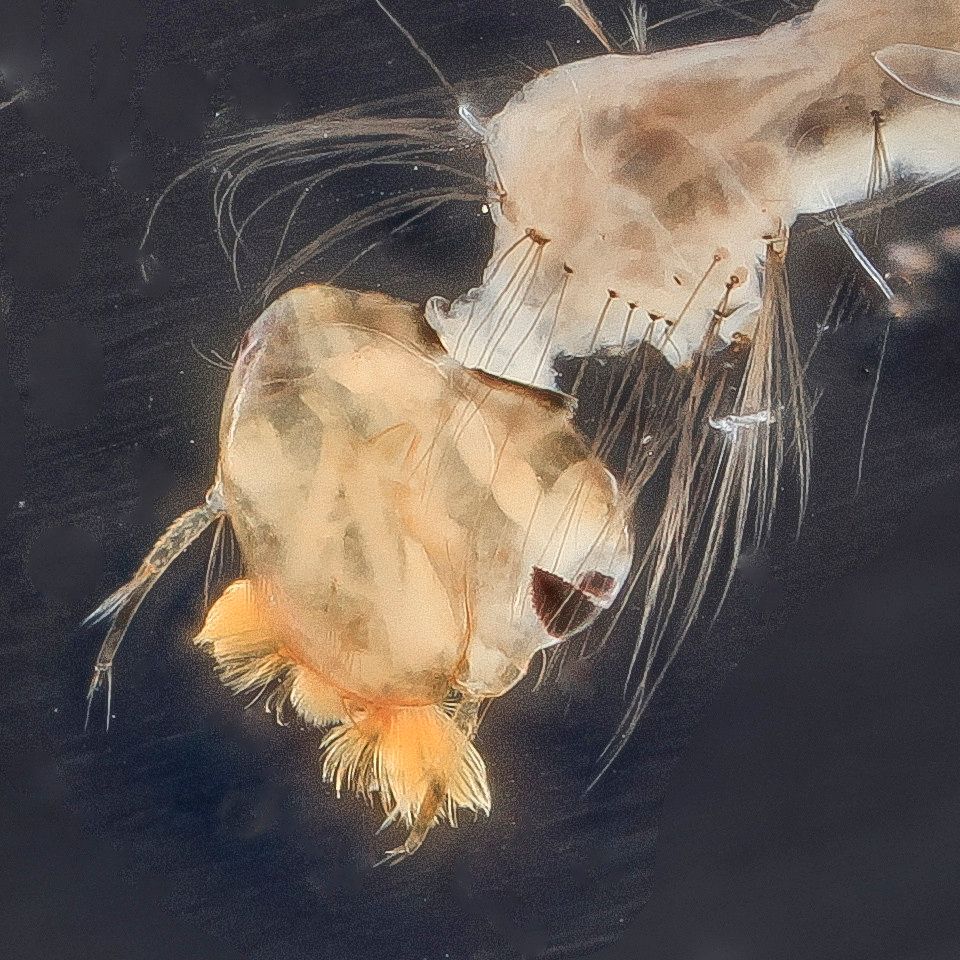 Mosquito Control service in El Cajon, CA