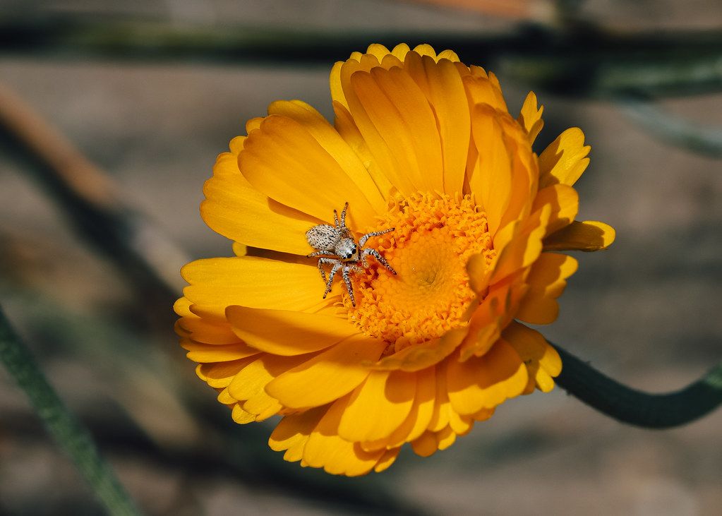 Spider Control service in El Cajon, CA